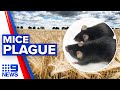 Mice plague invading towns after intense rainfall | 9 News Australia