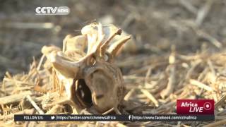 The US to list lion as an endangered specie