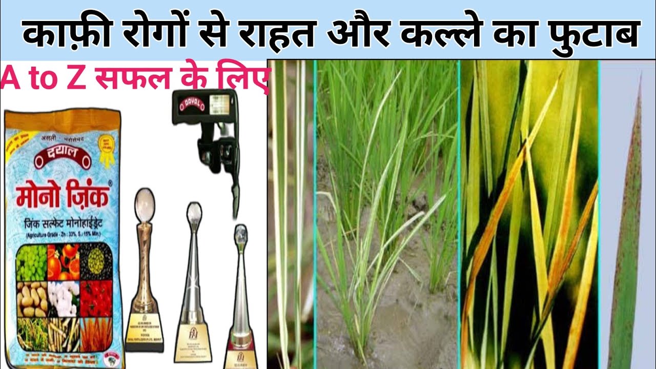 जिंक और सल्फर हर सफल कर लिए बेहतर zinc sulphur fertilizer mono zinc