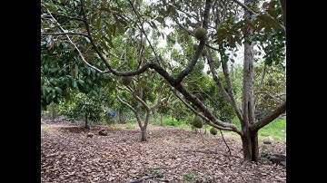 Bán Đất Vườn Trái Cây Tại Xã Bình Lộc - Long Khánh. Đất Đẹp Tiềm Năng #bandat