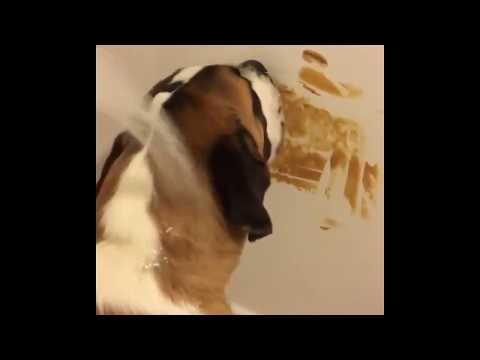 Showering your dog while smearing peanut butter on the wall as a distraction.