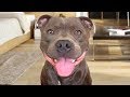 Funny american staffordshire terriers