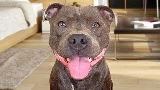 Funny American Staffordshire Terrier Videos by Happy Monkey 3,276,127 views 5 years ago 10 minutes, 14 seconds