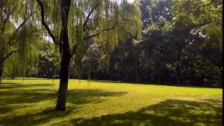 Orioles Singing in the Willows; West Lake; Hangzhou China