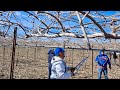 ASI es LA  PODA de  KIWI en los CAMPOS de CALIFORNIA