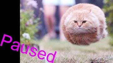 Darnassus Rep Questing ~  Classic WOTLK