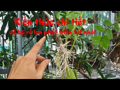 Video: Phong Lan (Orchidaceae), Loài, Lịch Sử, Tính Năng Chăm Sóc