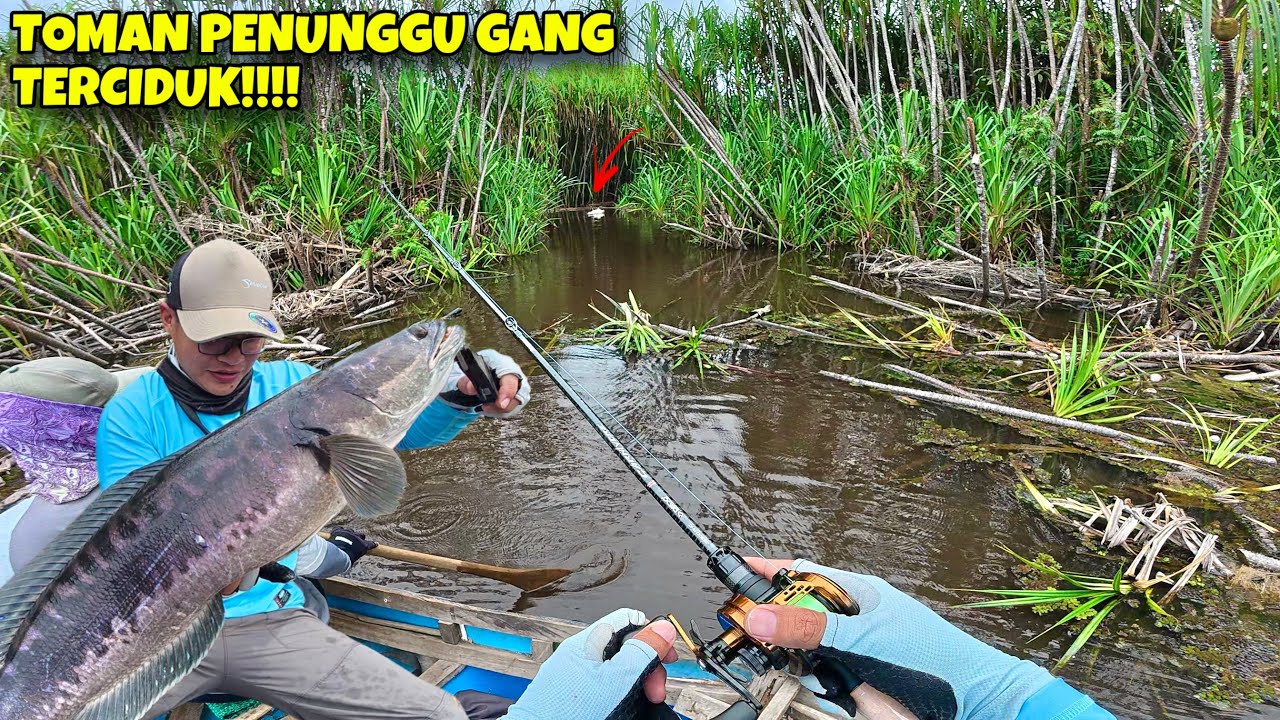 MEMBURU TOMAN RAWA RAWA PURBA !!! TES DAIDO CARNIVORE DAN DAIDO CABRINI CASTING TOMAN