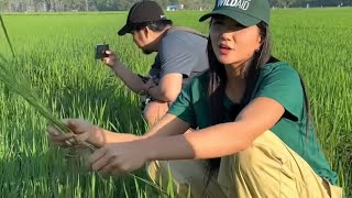 Hoa hậu H' Hen Niê nhổ cỏ lúa và giúp phân biệt cỏ lúa và lúa.