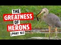 Episode 15: The Greatness of Herons Part 10
