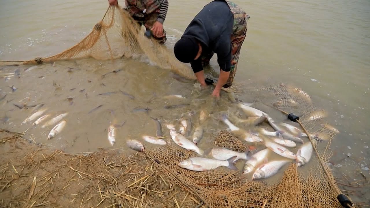 Бешариқ кўлларида етиштирилган балиқларнинг таъми ҳам бўлакча. Бунинг ўзига яраша сабаблари бор