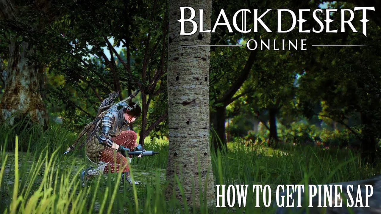 showing you how you can acquire Pine Sap in Black Desert through gathering ...