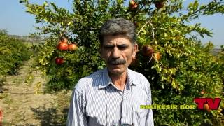 BİGADİÇ NARI PAZARDA YERİNİ ALDI 24