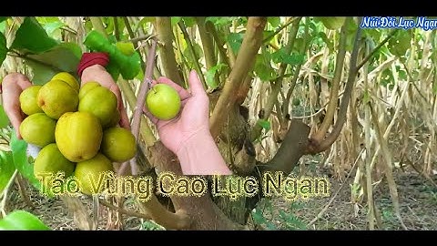 Thăm Cánh Đồng Táo Vùng Cao Phong Minh - Lục Ngạn l Núi Đồi Lục Ngạn