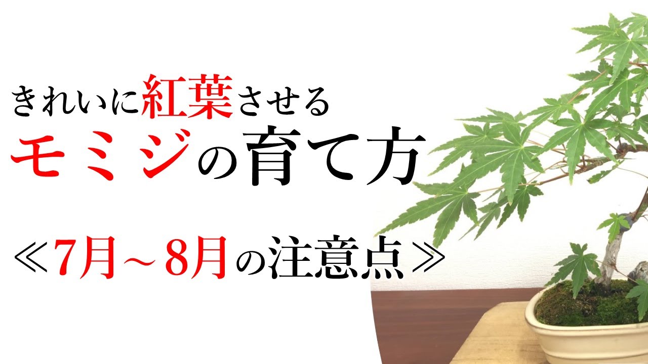 モミジ盆栽の育て方 年間スケジュール Japanese Maple Annual Schedule 盆栽 Bonsai Youtube