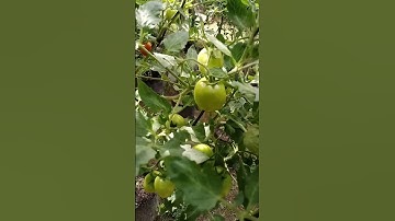 Tomat hampir siap dipanen di halaman #bertani #berkebun #videopendek #videopendek