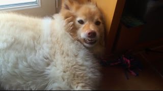 Finnish lapphund - Relaxation by SHIBA FR 836 views 7 years ago 27 seconds