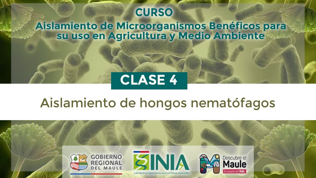 CAI CLASE4 AISLAMIENTO HONGOS NEMATÓFAGOS - YouTube