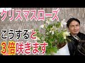 【開花後のクリスマスローズ】3つの作業でたくさん咲きます!【園芸】【ガーデニング】