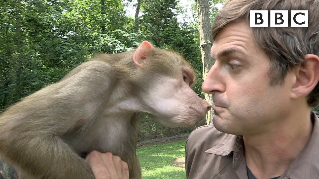 Louis Theroux meets Tatiana the baboon | America's Most Dangerous Pets - BBC