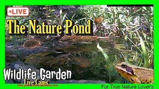 🔴LIVE -The Nature Pond🦎🦔🐸🐦 (Wildlife Garden Cam 04)