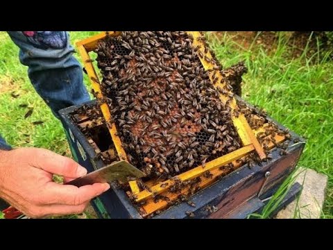 نصائح للنحالين عن ماذا يفعل النحال في شهر 1 يناير جانفي من معلومات من أرض الميدان لسنة 2024