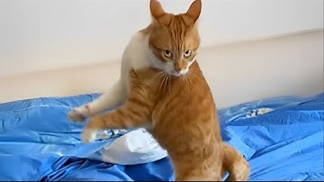 Default cat behavior 😹 Funny Cats Videos 2025