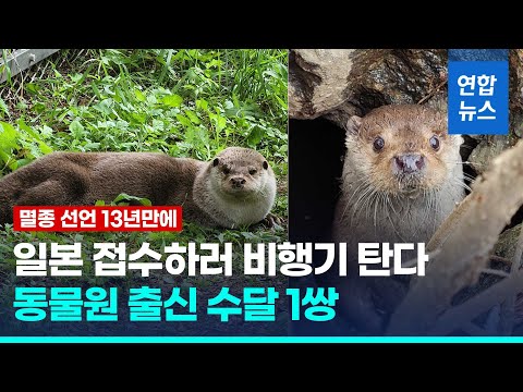 日 멸종 선언 이후 13년…한국 <strong>수달</strong> 1쌍 일본 수출 / 연합뉴스 (Yonhapnews)