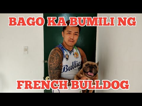 BEFORE YOU OWN A FRENCH BULLDOG ( TAGALOG VLOG ) | Dogtime TV