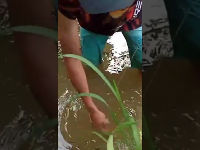 Woow..!!! streek..mancing belut kolam class=