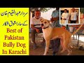 36 bully dog in karachi pakistan of sardar qayyoum khan big bully kutta lover by nafa tv