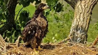 Decorah Eagles. DH2 is preening \& winging - explore.org 05-19-2023