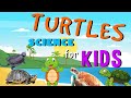 Turtle Knowledge Quiz