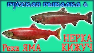 РР4 ЯМА НЕРКА КИЖУЧ / РУССКАЯ РЫБАЛКА 4 ЯМА НЕРКА КИЖУЧ / RUSSIAN FISHING 4 YAMA RIVER RED SALMON