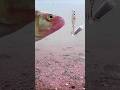 Not interested.  #fishing #underwatercamera #Perch #fish #shorts