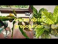 How to grow croton by water propogation method , what is croton part 1
