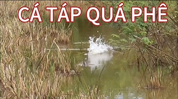 Không ngờ ruộng lúa cạn nước lại nhiều cá lóc đến vậy huynhvananfishing