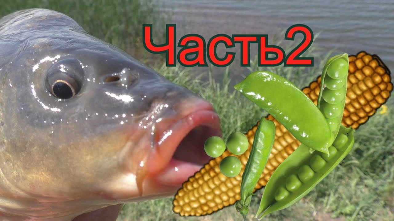 Рыбалка с ночевкой.  Ловля на горох и кукурузу.ЧАСТЬ 2.My fishing