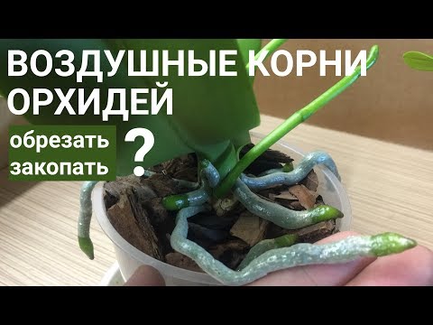 КОРНИ ОРХИДЕЙ воздушные ОБРЕЗАТЬ или ЗАКАПЫВАТЬ?