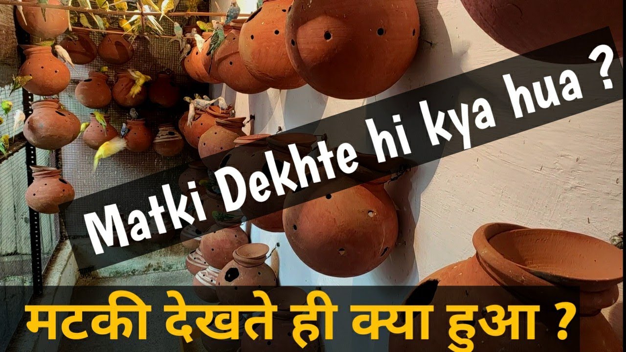 Australian Parrots Select Clay pot Matki during Breeding Season