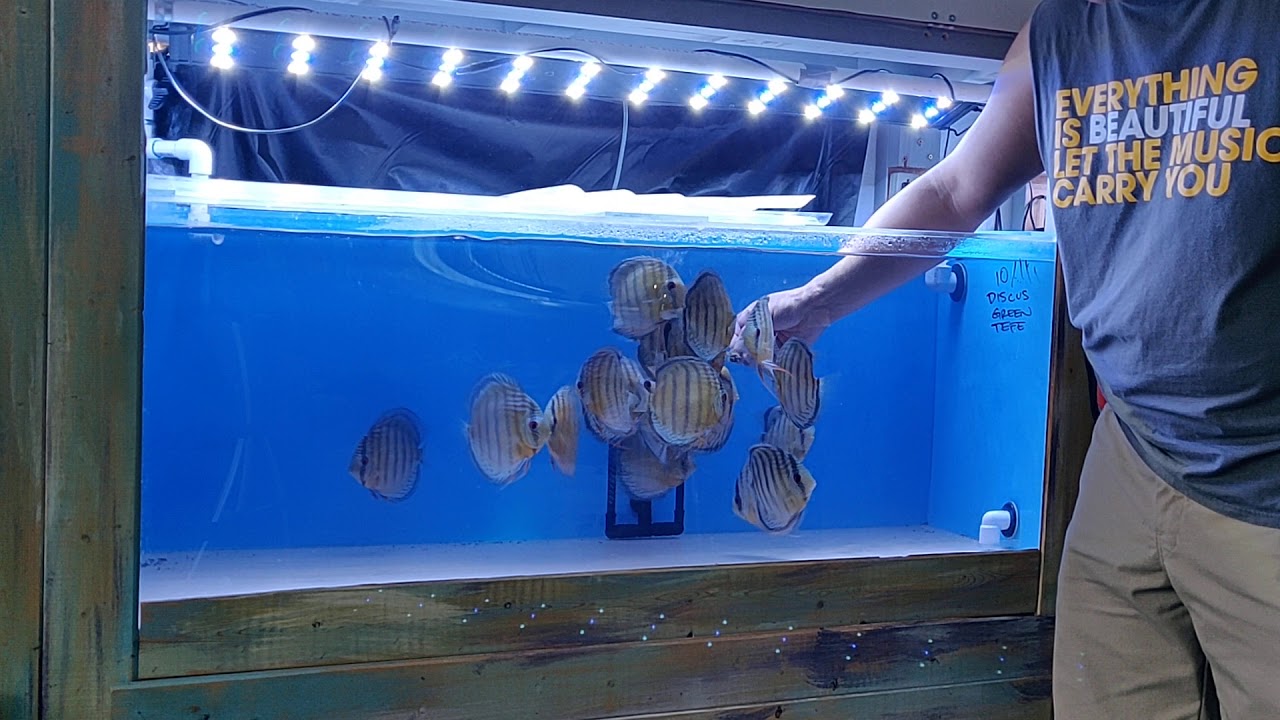 Hand feeding wild discus Discus America wild discus at Discus America YouTube