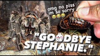 HUNGRY tarantulas EAT YOUR EX !!! | Happy late Valentine's Day ❤