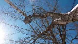 STIHL CHAIN SAW,cutting up a Nasty Tree!! by charles toth 409 views 10 years ago 1 minute, 12 seconds