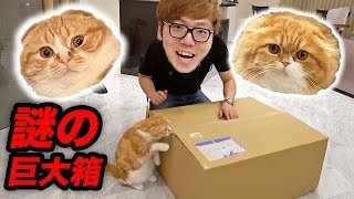 I received a big, unknown box addressed to Maruo and Mofuko. So, I will open it!