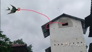 Suara Panggil Walet Respon Bagus | Pentagon 5 AMS