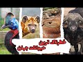 خطرناک ترین حیوانات جهان | حمله حیوانات به انسان ها | حیات وحش