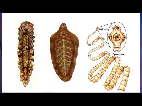 "Тип Плоские черви", Биология 7 класс, Сивоглазов