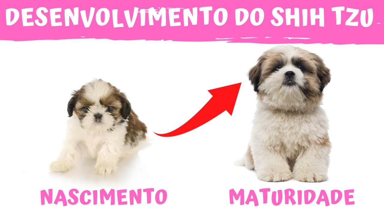 PERÍODOS DE DESENVOLVIMENTO DO SHIH TZU Do nascimento até a maturidade YouTube PERÍODOS DE DESENVOLVIMENTO DO SHIH TZU Do nascimento até a maturidade YouTube