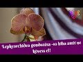 Orchidea gondozása | 10 hiba, amit ne kövess el!