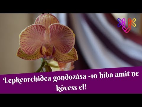 Orchidea gondozása | 10 hiba, amit ne kövess el!